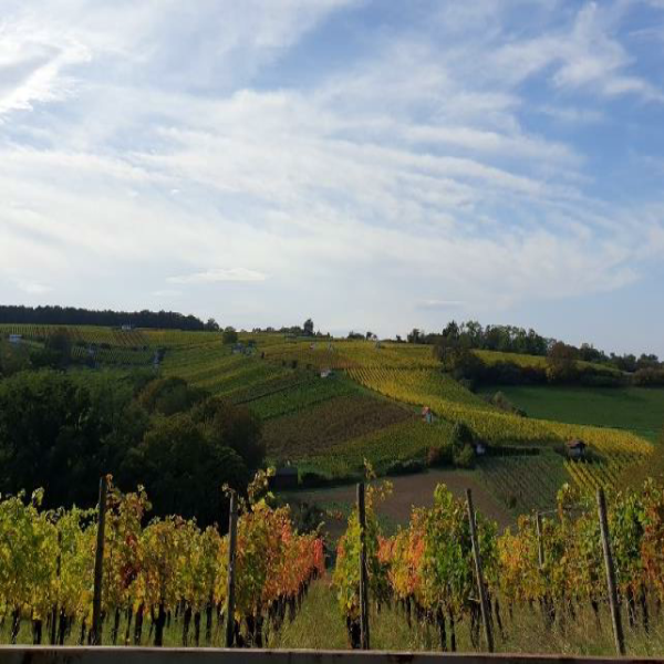 Ein Schatz liegt im Weinberg