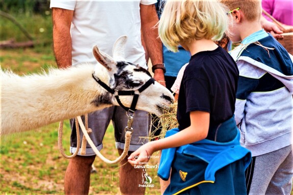 Lamas in Schaafheim 03