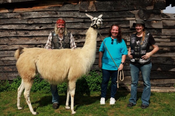 Lamas in Schaafheim 1