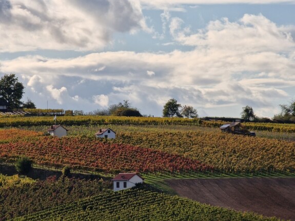 Schatz im Weinberg