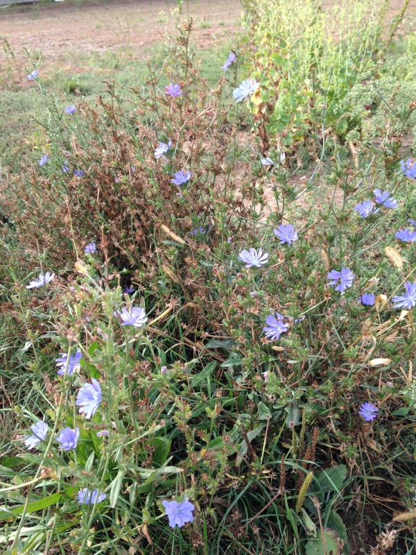 Wildkräuterwanderung - Was blüht den da