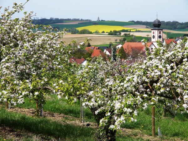 blühende Äpfel in der anlage über pflaumheim